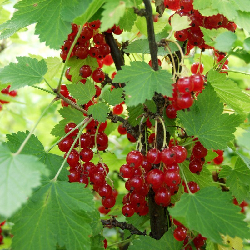 PUNAINEN HOLLANTILAINEN